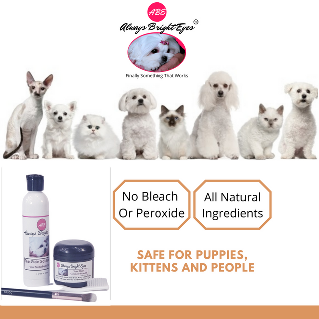 Always bright top eyes for dogs